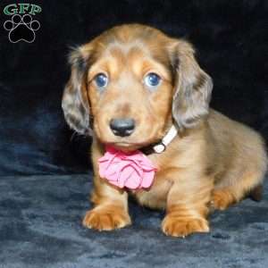 Jewel- mini, Dachshund Puppy